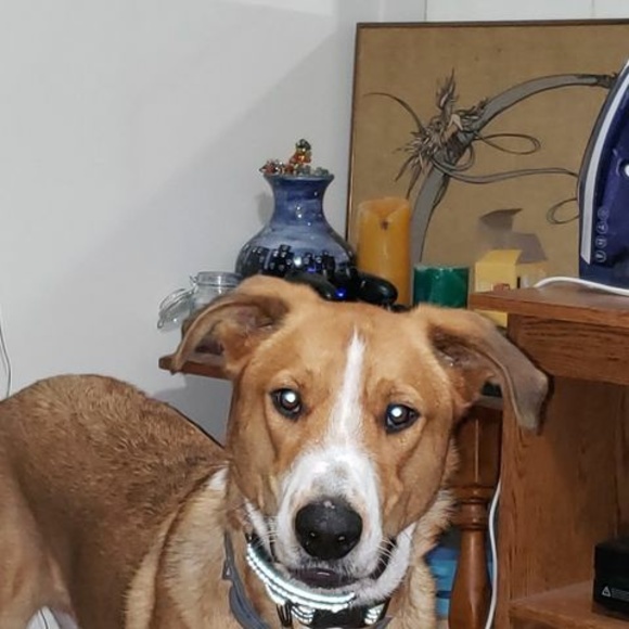 Meet your Posher, Gianna - Picture 1 of 1